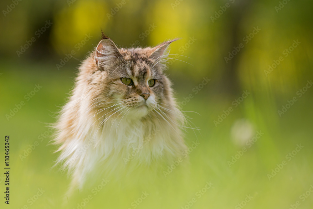 Fototapeta premium Chat maine coon dans l'herbe