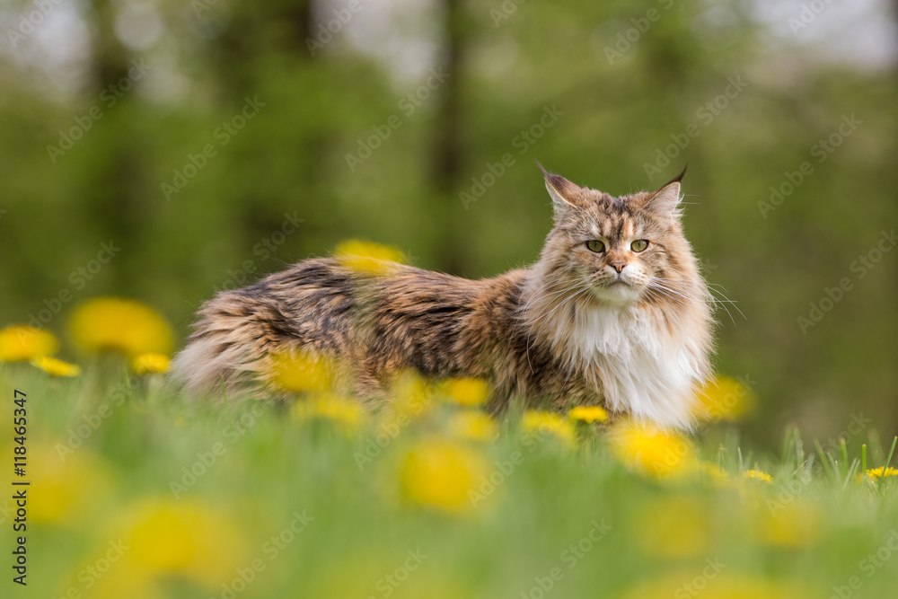 Fototapeta premium Chatte maine coon en extérieur dans les fleurs de pissenlit