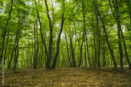 mysterious forest  Hoia-Baciu  Romania Near Cluj