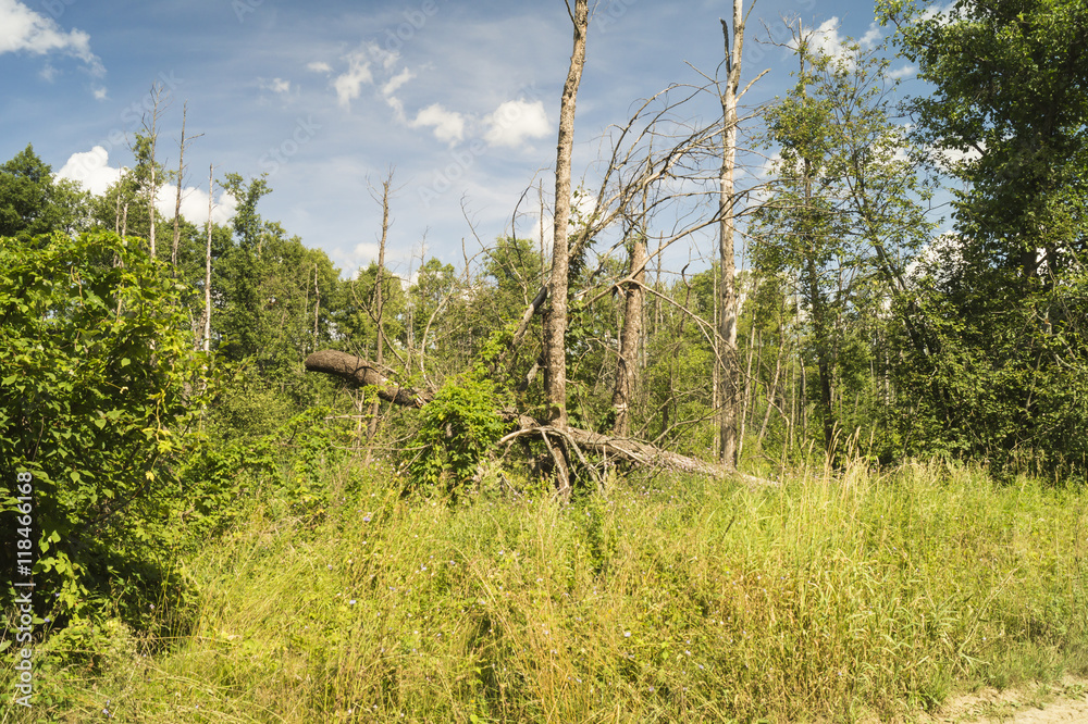 Obraz premium Wood with dry tree on background sky