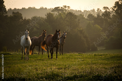 Wild horses in the mountains at sunrise 2