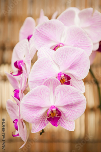 Orchid flowers