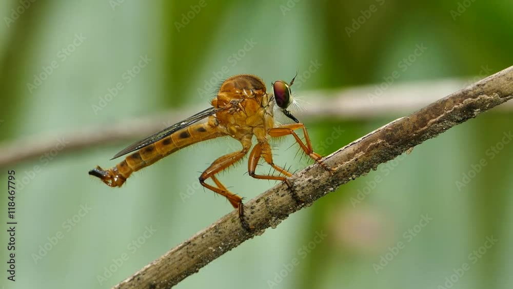 Dragonfly on branch in tropical rain forest. Dragonfly on branch in tropical rain forest.