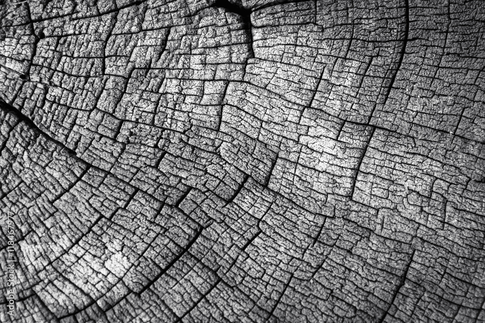 Close up surface wooden pattern, texture, background, black and white tone.