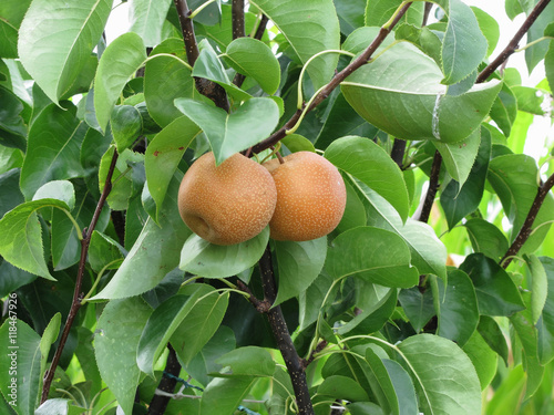 Nashi pears known also as apple pears hanging on the tree . Pyrus pyrifolia is a species of pear tree of the Rosaceae family native of East Asia