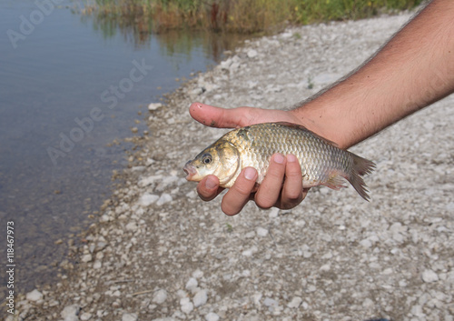 Fototapeta Naklejka Na Ścianę i Meble -  Fishing. Entrapment fish . Courageous carp . Morning on the pond