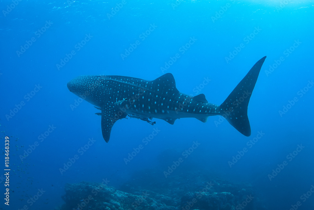 Whale shark in Richelieu Rock, North Andaman, . Whale shark in Richelieu Rock, North Andaman, .