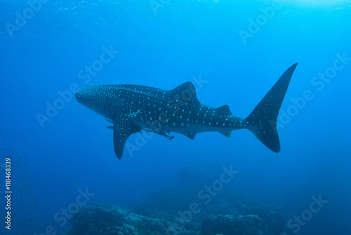 Whale shark in Richelieu Rock, North Andaman, .