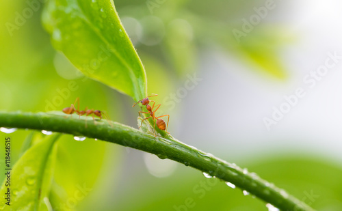 Ants on branch © jack-sooksan