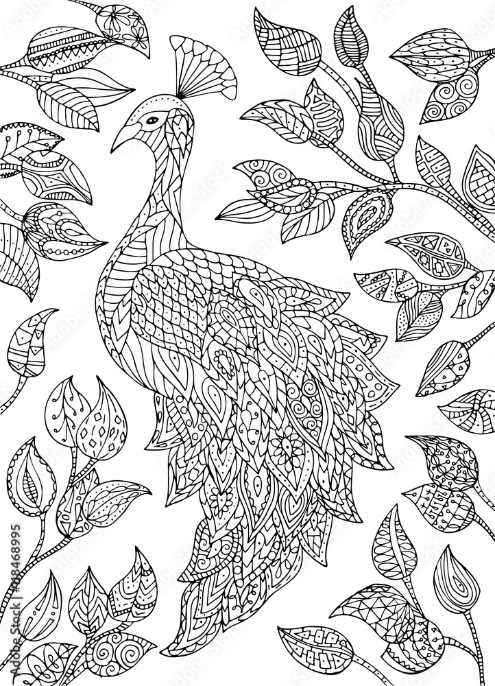 Peacock illustration. Peacock illustration.