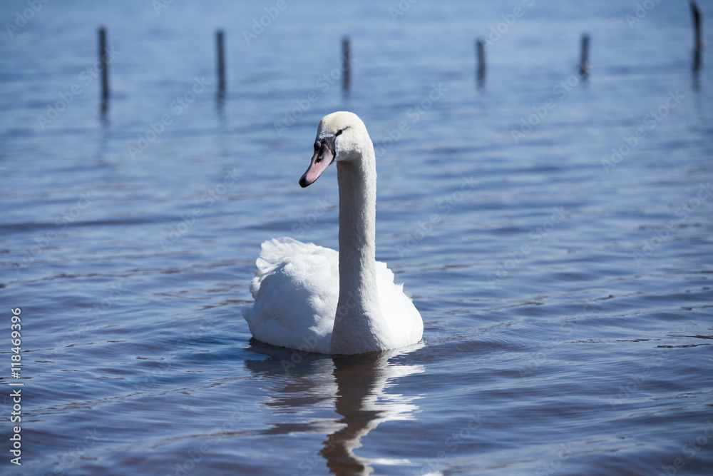 Obraz premium ハクチョウ（白鳥）