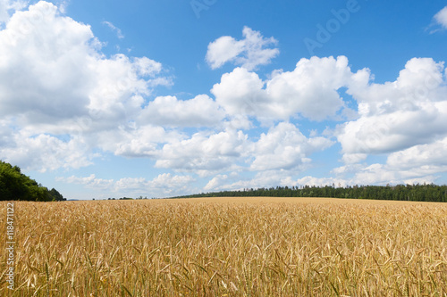 A wheat field, fresh crop of on a sunny day. Rural Landscape