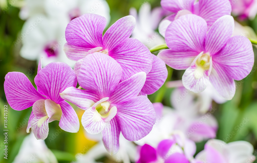 Purple White orchids. Purple White orchids.