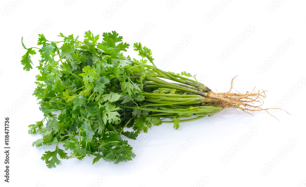 Coriander on white background Coriander on white background
