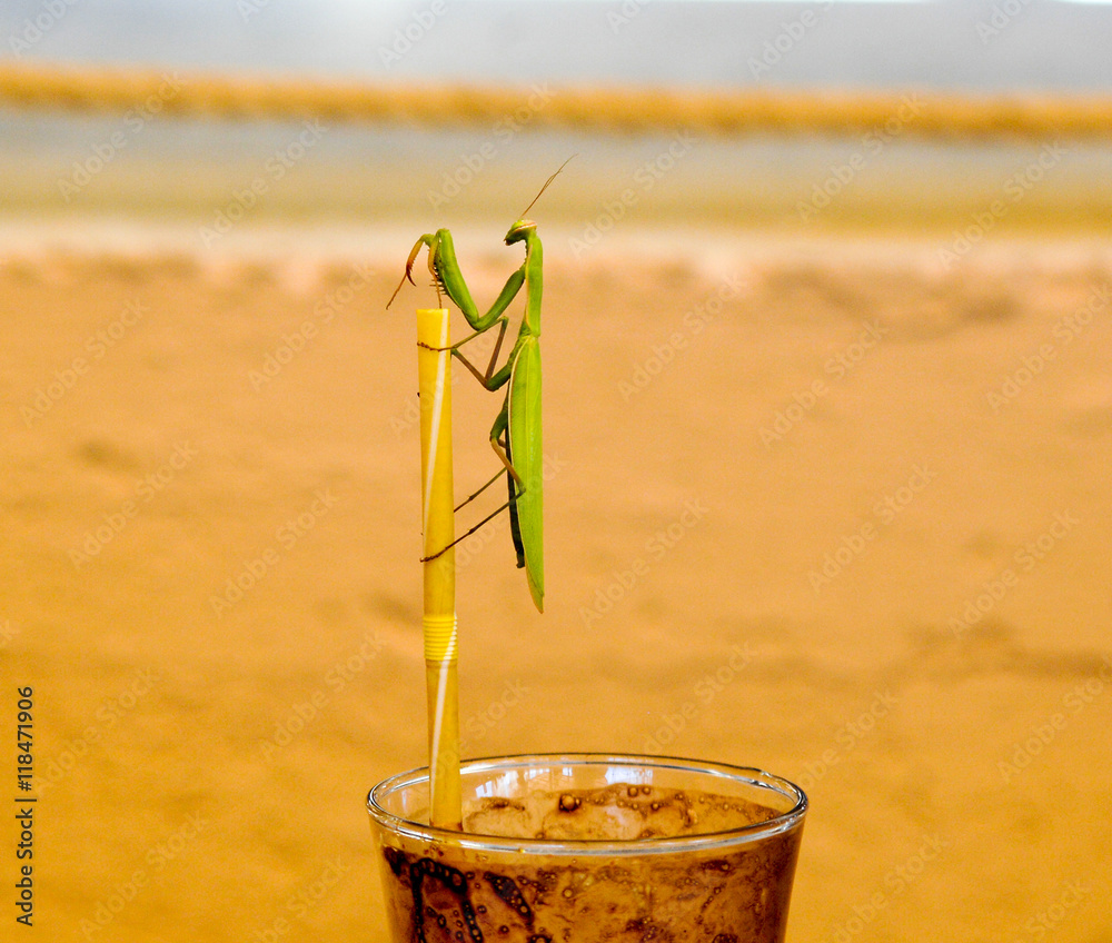 green praying mantis on a drinking straw. Mantis religiosa