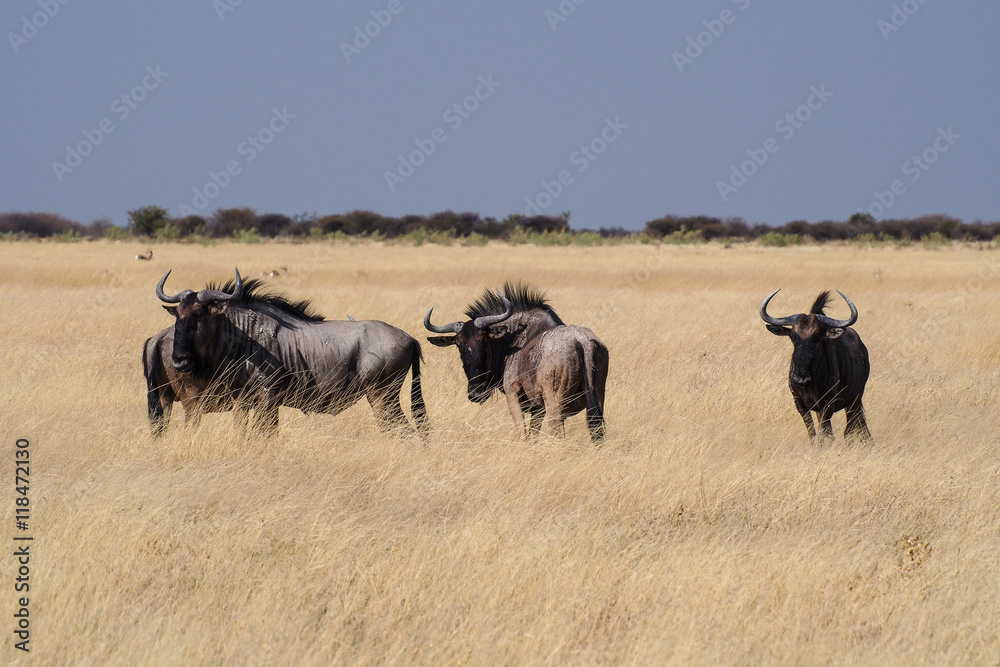 Namibia - Streifengnu im Etoscha Nationalpark Namibia - Streifengnu im Etoscha Nationalpark