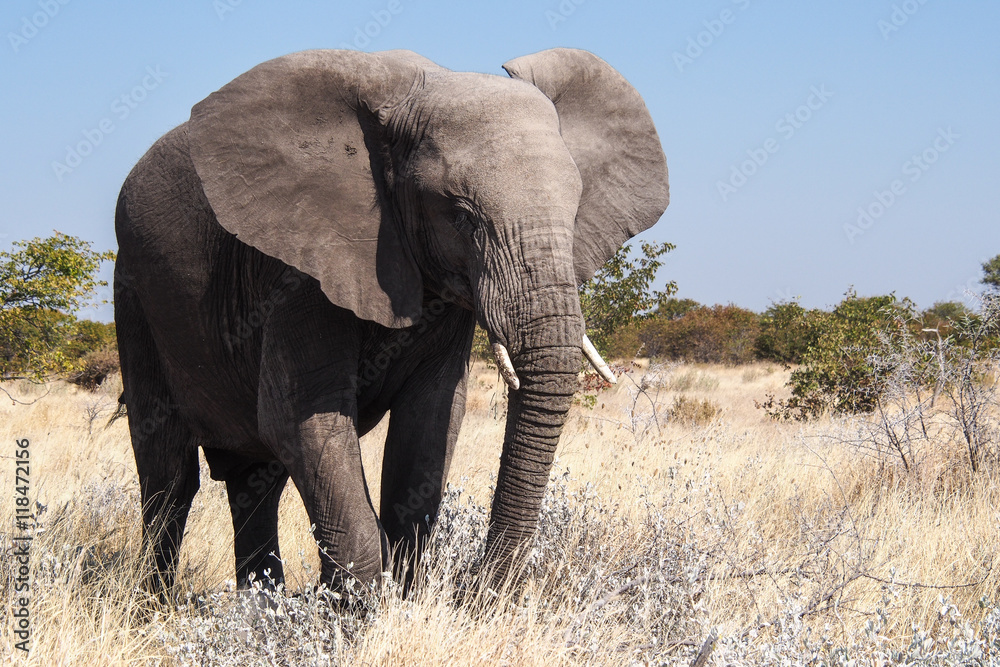 Namibia - Afrikanischer Elefant im Etoscha Nationalpark 