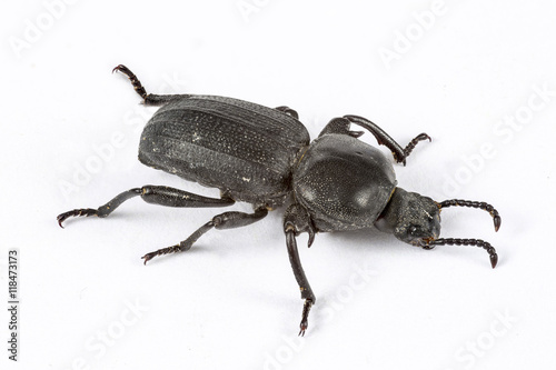Small black beetle isolated on white. Macro Photography
