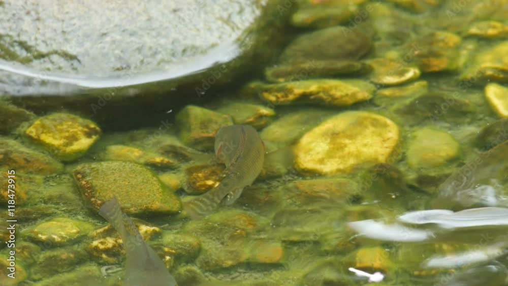 fishes swimming and eating algae on the cobble in the pond fishes swimming and eating algae on the cobble in the pond