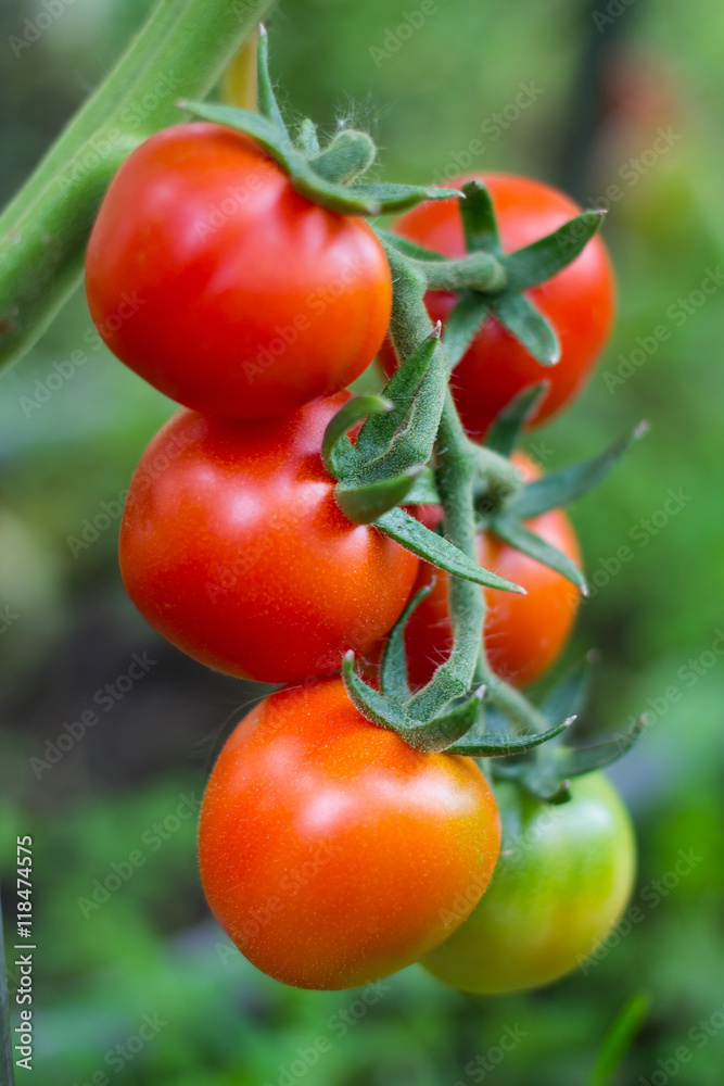 Ripe tomato on a branch in