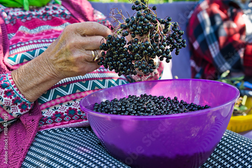 Woman pluck the fruits of elderberry to make juice from them.