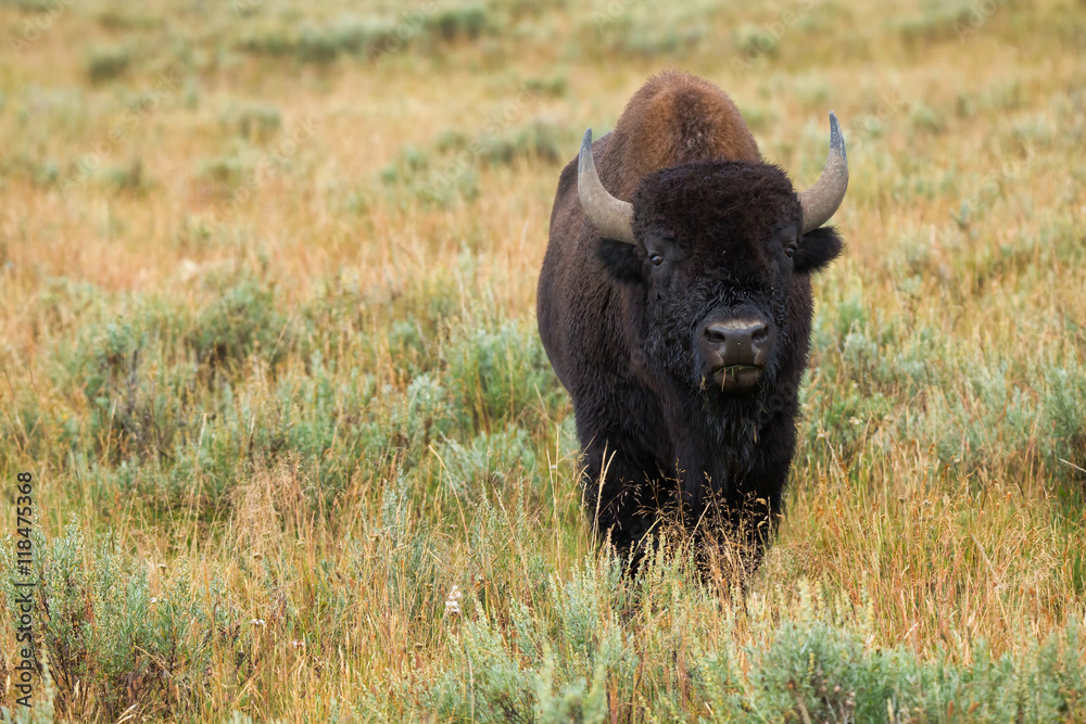 bison in grasslands of Yellowstone National Park in Wyoming bison in grasslands of Yellowstone National Park in Wyoming