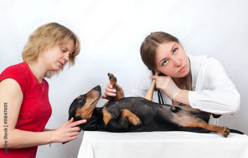 Dachshund dog and his owner examination by a veterinary doctor Dachshund dog and his owner examination by a veterinary doctor