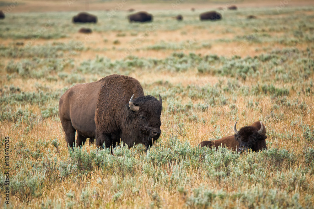 bison in grasslands of Yellowstone National Park in Wyoming bison in grasslands of Yellowstone National Park in Wyoming
