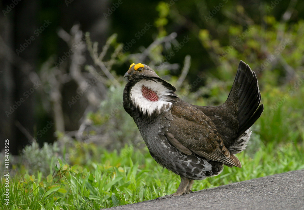 Fototapeta premium Grouse