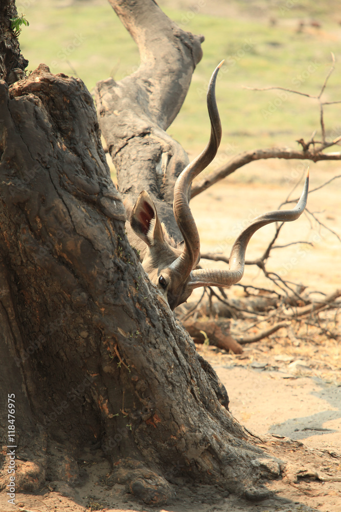 Naklejka premium Kudu antelope hiding behind a tree and its organs like branches