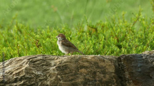a sparrow is resting on the rock in the garden