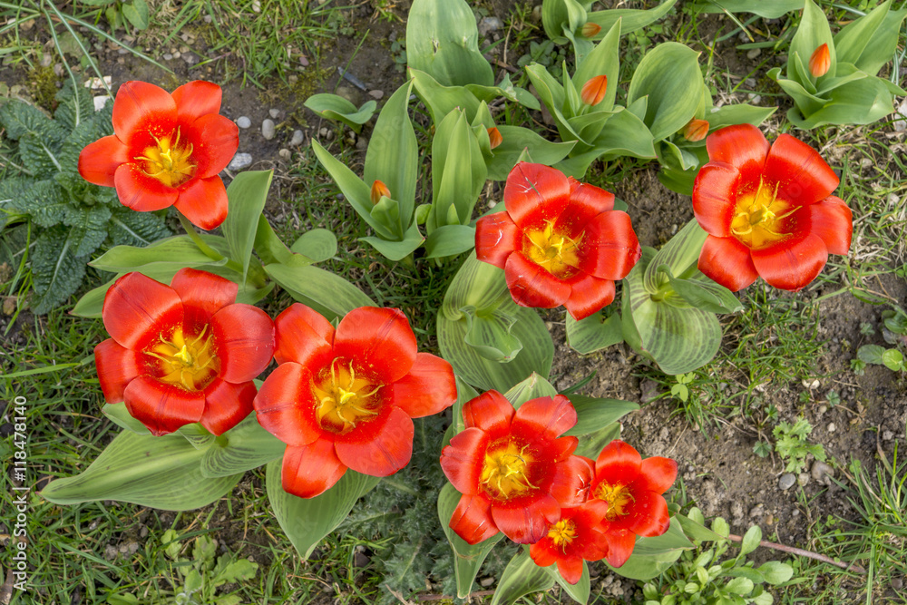 Rote Tulpen in einem Garten