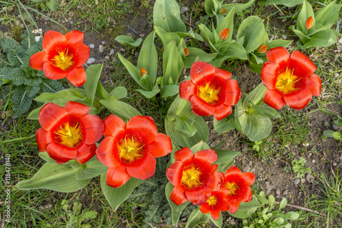 Rote Tulpen in einem Garten