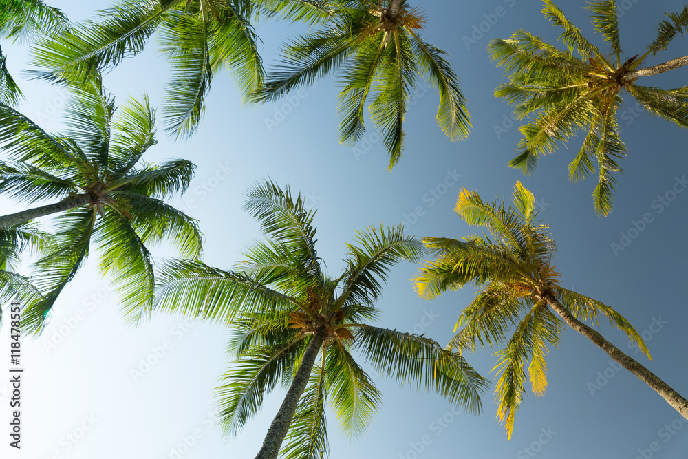 Palm trees against blue sky Palm trees against blue sky