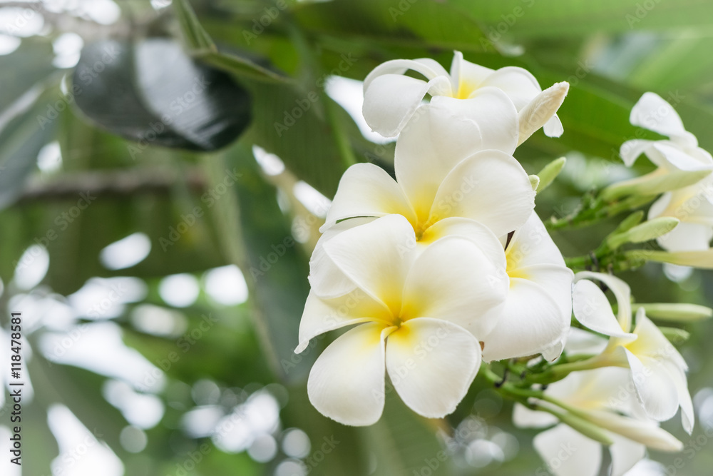 Plumeria flower and tree Plumeria flower and tree