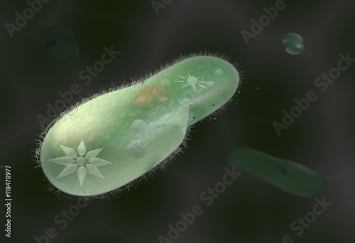 model biological micro organism paramecium caudatum 3d illustration