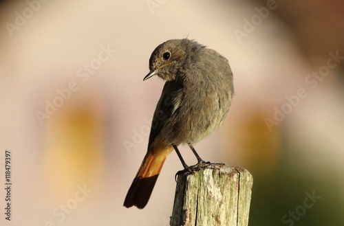 rougequeue posant sur son piquet photo