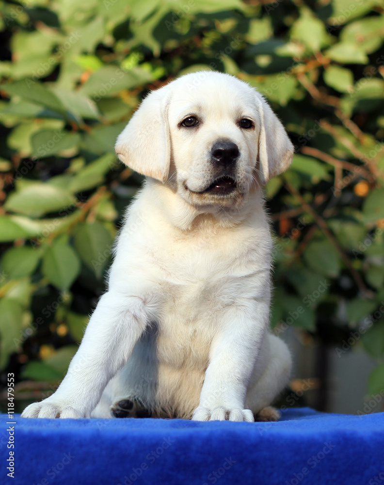 little cute labrador puppy on a blue background
