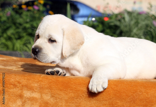 little labrador puppy on an orange background