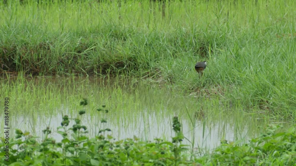 white-breasted waterhen is seeking for food in paddy field white-breasted waterhen is seeking for food in paddy field