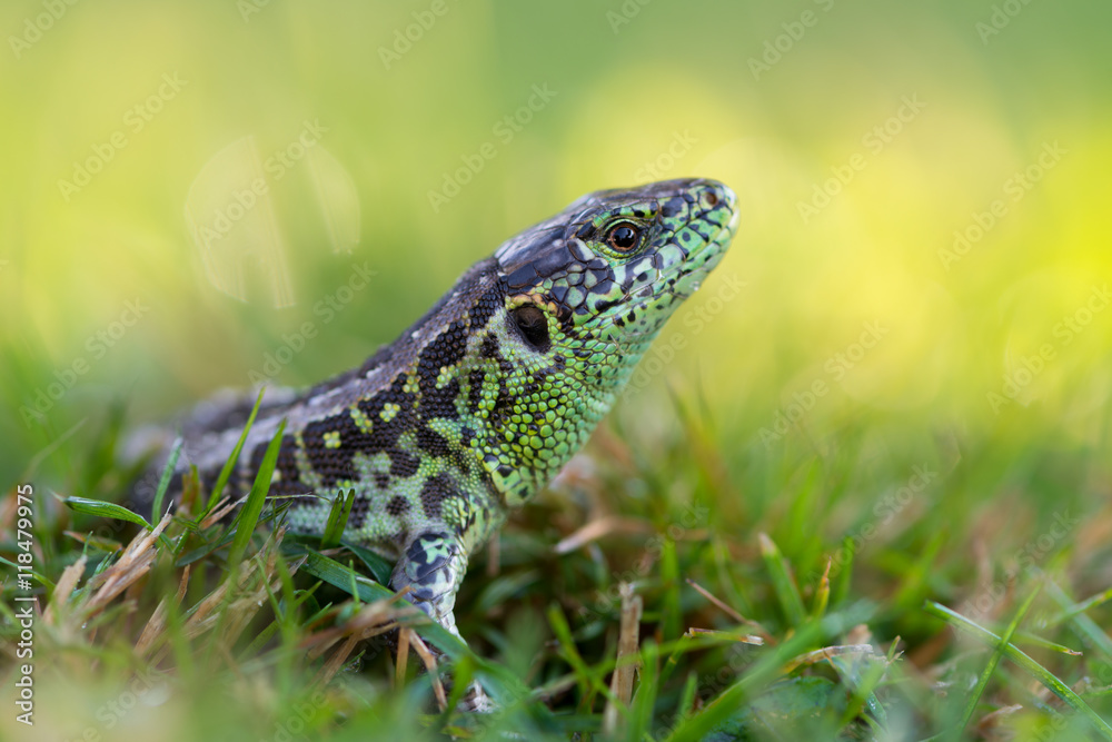 Fototapeta premium Sand lizard - Lacerta agilis