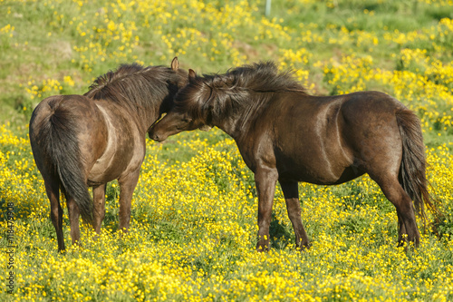 Icelandic horse