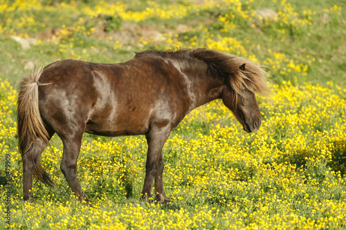 Icelandic horse or horses outdoor  