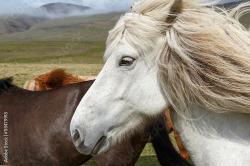 Fototapeta Naklejka Na Ścianę i Meble -  Icelandic horse or horses outdoor
