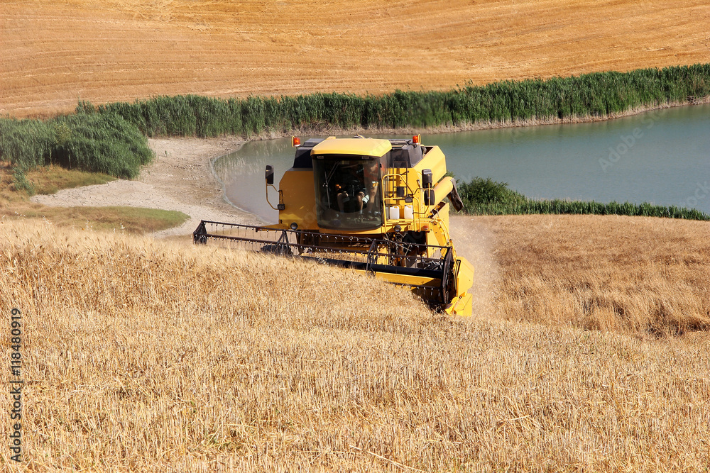 Fototapeta premium Combine Harvester in Barley Field during Harvest