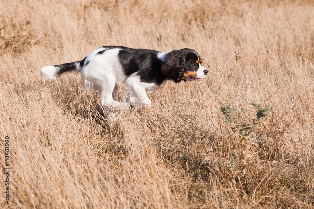 Cocker Spaniel hunts in the field