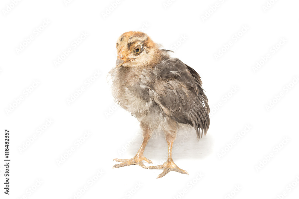 Naklejka premium chicken on a white background