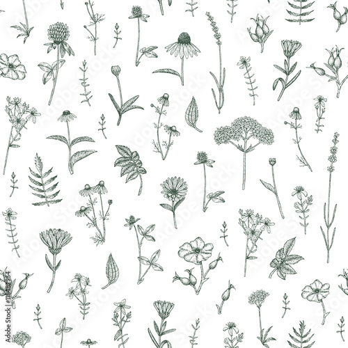 Plants pattern.