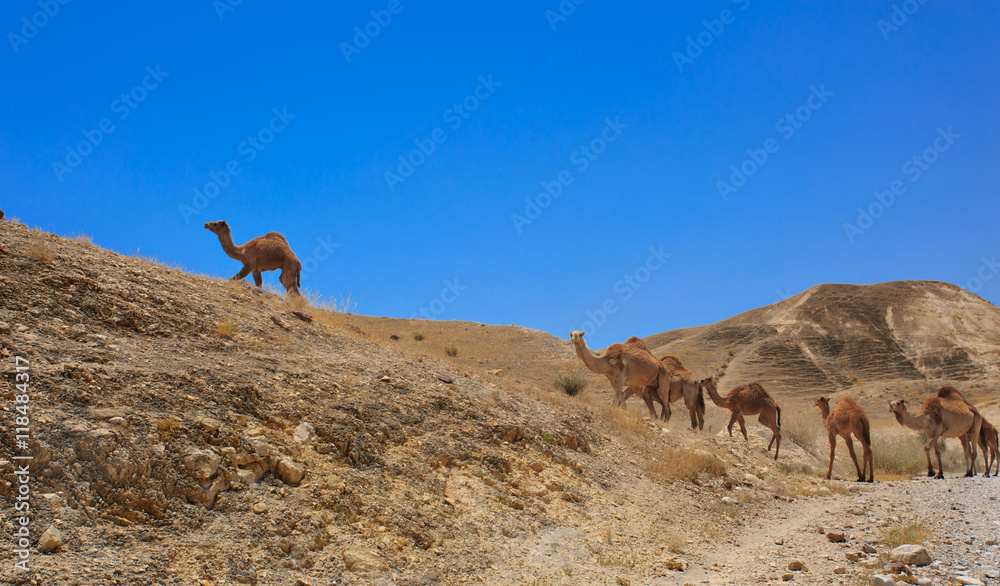 Israel, Negev Desert, A herd of Arabian camels Israel, Negev Desert, A herd of Arabian camels