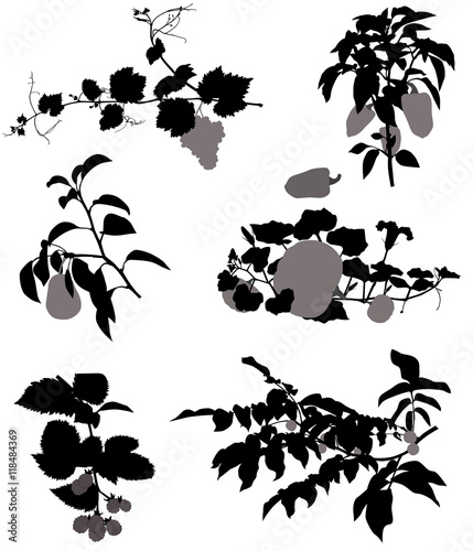 Collection of silhouettes of grape, blackberry, pear, nut, pumpkin and pepper